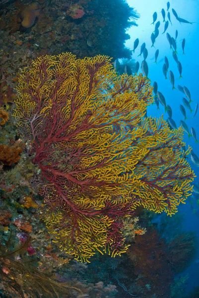 Sea fan or gorgonian coral, Raja Ampat, Indonesia